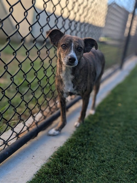 Photo of Twilight, adoptable Mixed Breed