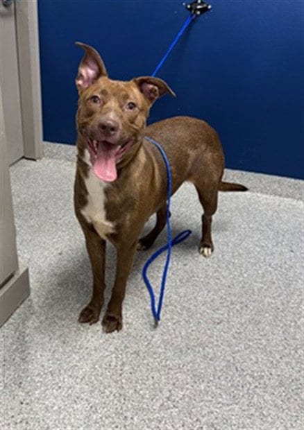 Photo of Koda, adoptable American Pit Bull Terrier in Pasadena, Texas