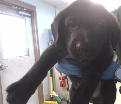 Photo of Hawk, adoptable Labrador Retriever in Tallahassee, Florida