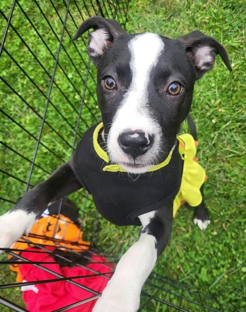 Photo of Ellie Joy, adoptable American Pit Bull Terrier in Germantown, Ohio