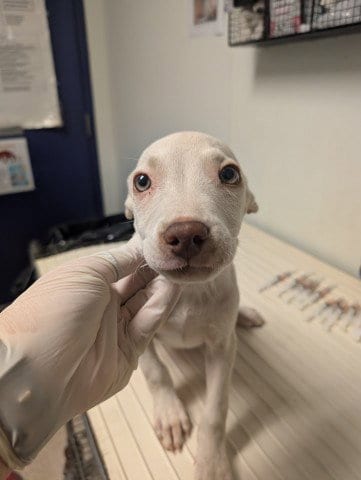Photo of Pup 1, adoptable Pit Bull Terrier in Bakersfield, California
