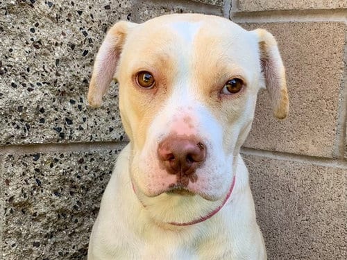 Photo of Chelsea, adoptable Pit Bull Terrier in Moreno Valley, California