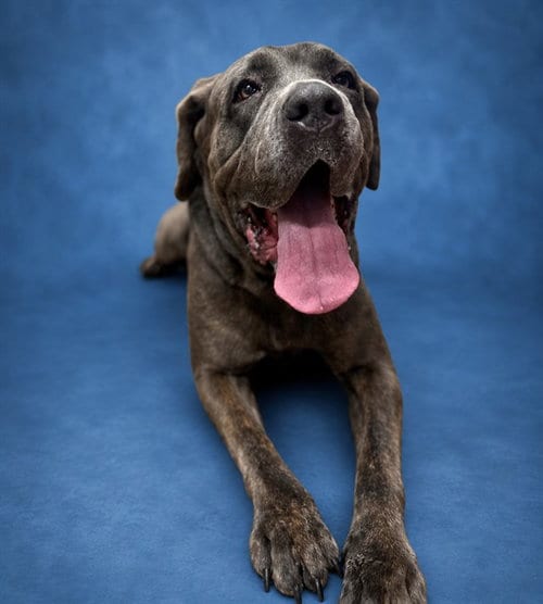 Photo of Nelly, adoptable Cane Corso Mastiff in Westminster, Maryland