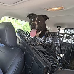 Photo of Shilo, adoptable Anatolian Shepherd in Liberty, South Carolina