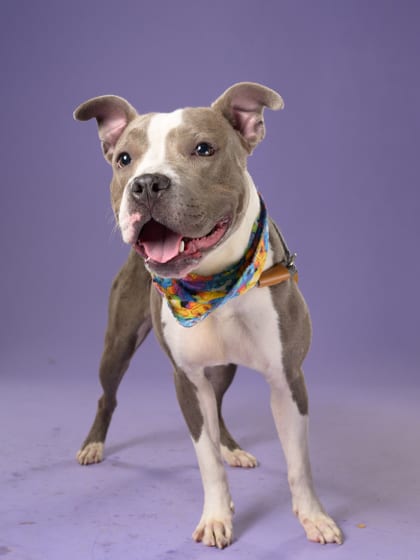 Photo of Tika, adoptable dog in Atlanta, Georgia