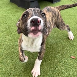 Photo of Perdita 5354, adoptable Terrier (Unknown Type, Medium) in Loxahatchee, Florida