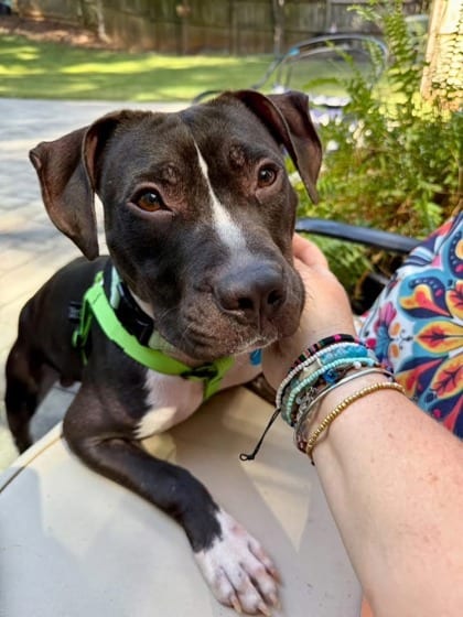 Photo of Dukes - In Foster, adoptable dog in Chamblee, Georgia