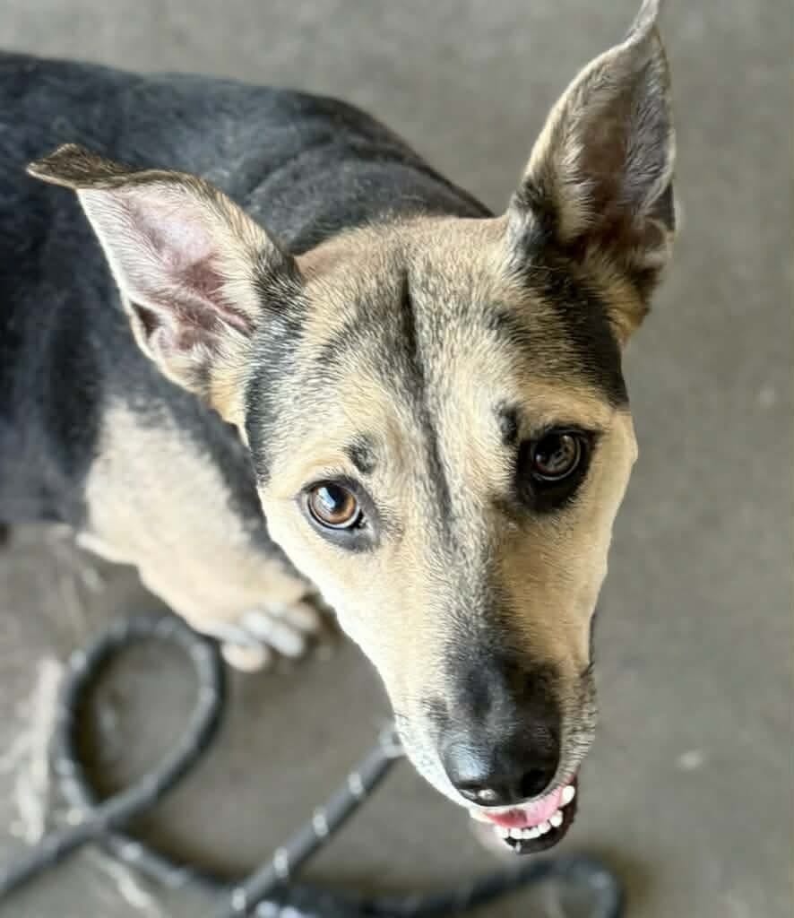 Photo of Pep, adoptable Corgi in Hartsville, South Carolina
