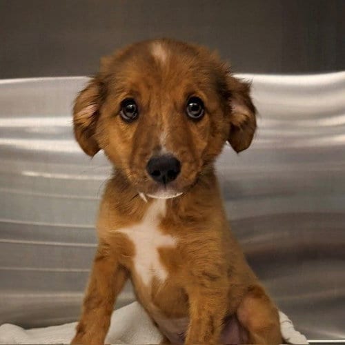 Photo of Gypsy, adoptable Unknown breed in Rancho Santa Fe, California