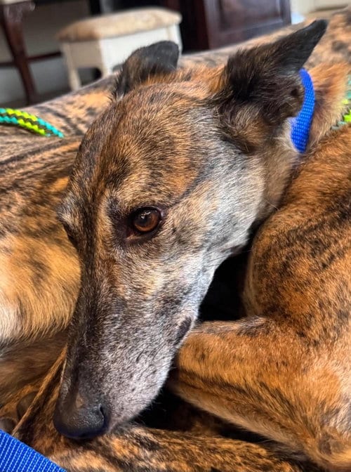 Photo of Whiskey, adoptable Greyhound in Millsboro DELAWARE, New Jersey