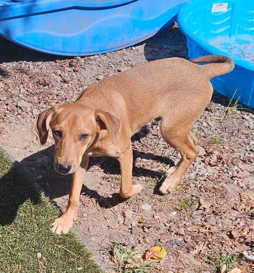 Photo of Felix, adoptable Feist in Tracy City, Tennessee