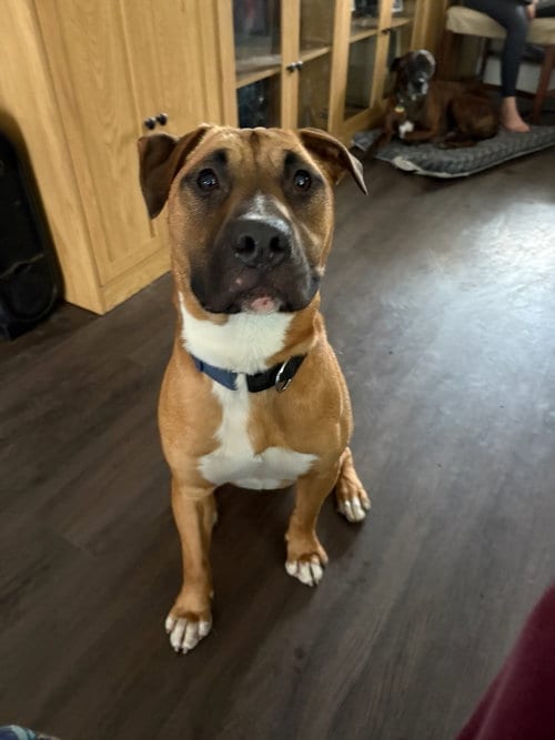 Photo of Rocky Boy, adoptable Bull Terrier in Woodland Hills, California