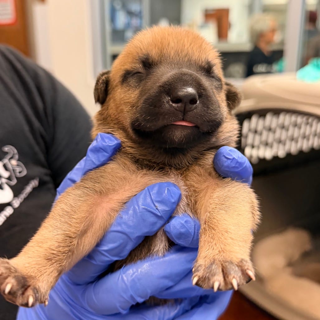 Photo of Soy Sauce, adoptable Mixed Breed (Small) in Ohio, Ohio
