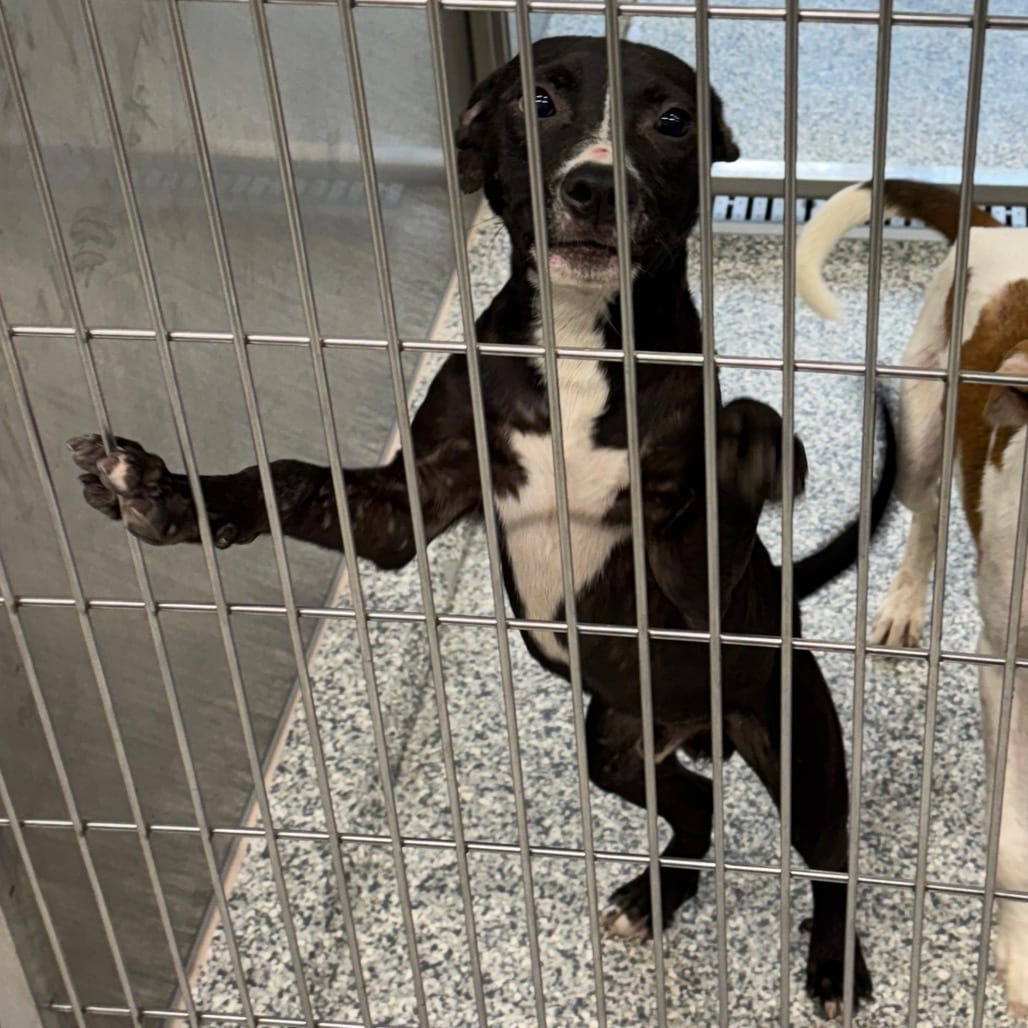 Photo of Mitchell, adoptable Terrier, Pit Bull in Jacksonville, North Carolina