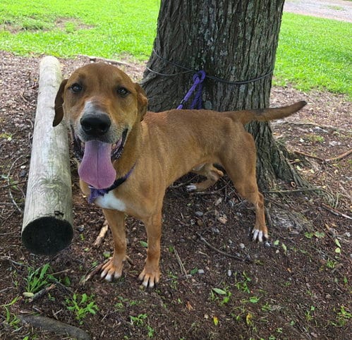 Photo of Oscar, adoptable Labrador Retriever in Attalka, Alabama