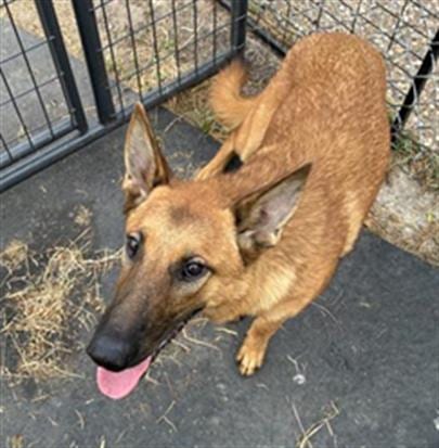 Photo of Flan, adoptable German Shepherd Dog in Houston, Texas