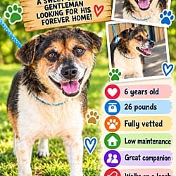 Photo of levi, adoptable Terrier (Unknown Type, Small) in Roswell, Georgia