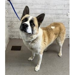 Photo of Oliver, adoptable Akita in San Bernardino, California