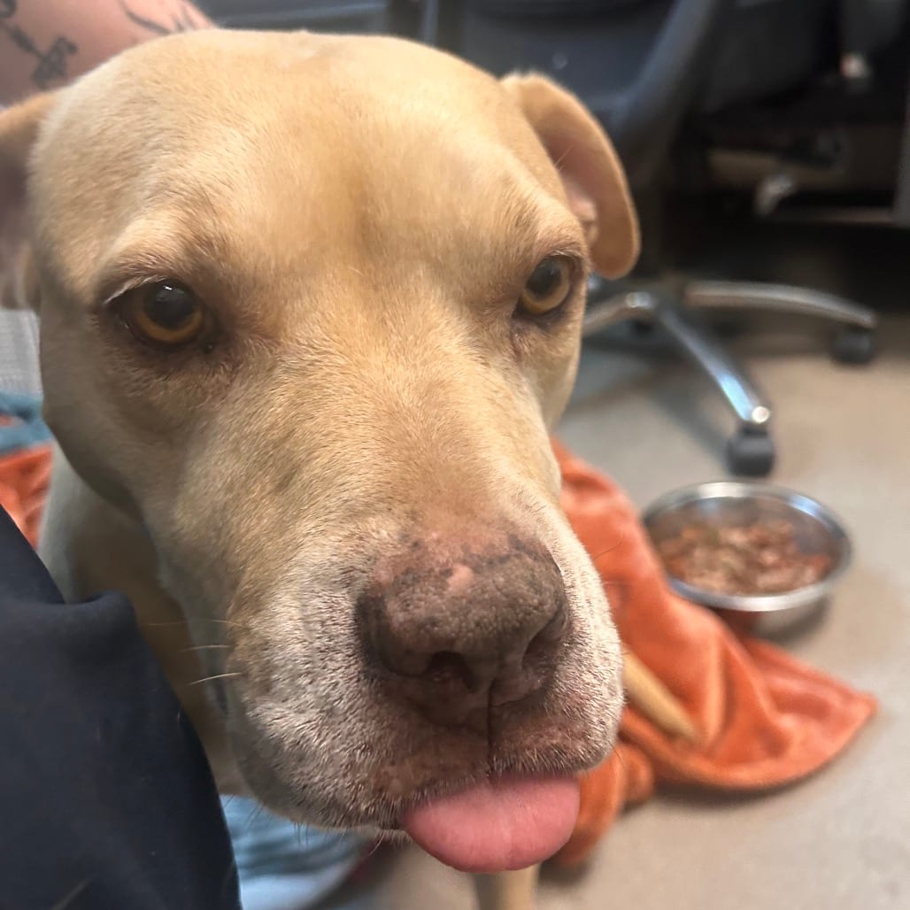 Photo of Rita, adoptable Terrier, Pit Bull in South Elgin, Illinois