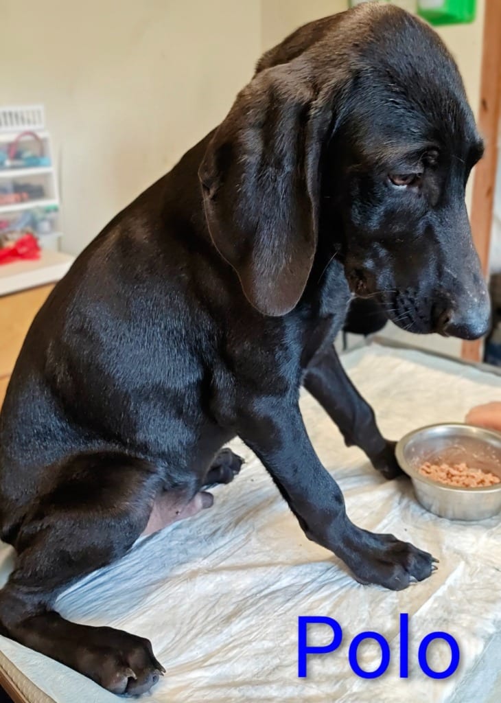 Photo of Polo, adoptable Weimaraner in Mena, Arkansas