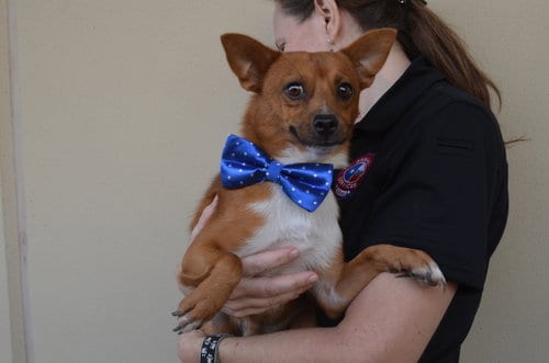 Photo of Dent, adoptable Chihuahua in McKinney, Texas