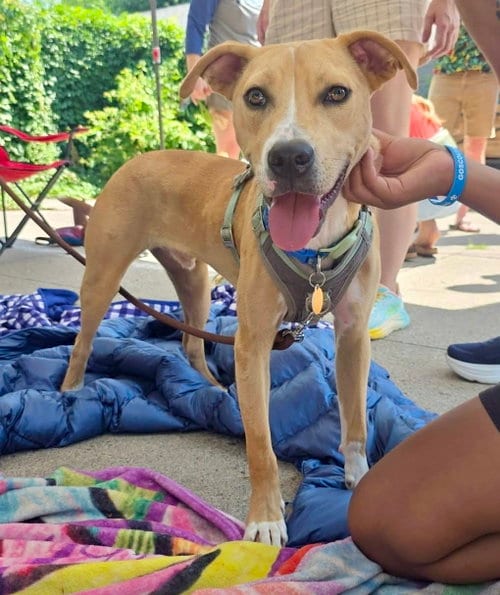 Photo of Cheeto Dust, adoptable Catahoula Leopard Dog in St. Louis Park, Minnesota