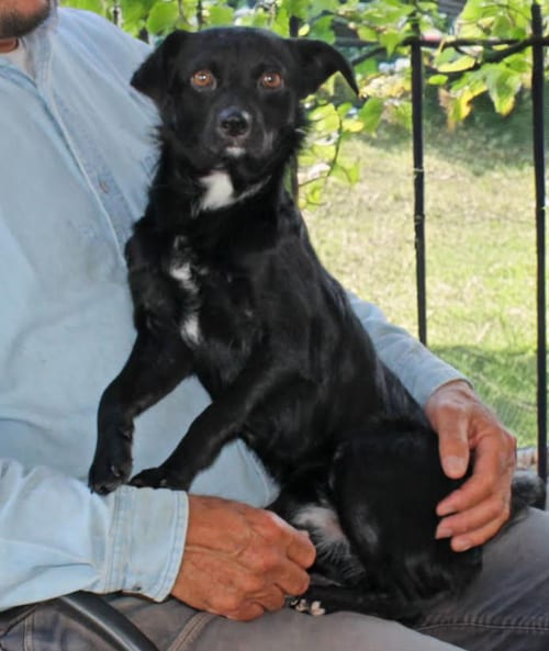 Photo of Farley in TX, adoptable Spaniel in Cranston, Rhode Island