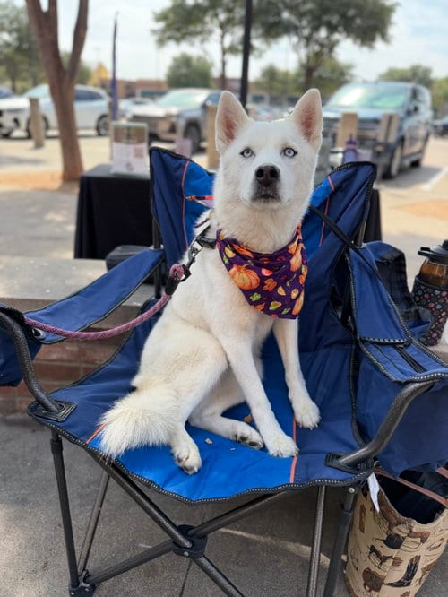 Photo of Elodie, adoptable Siberian Husky in Carrollton, Texas