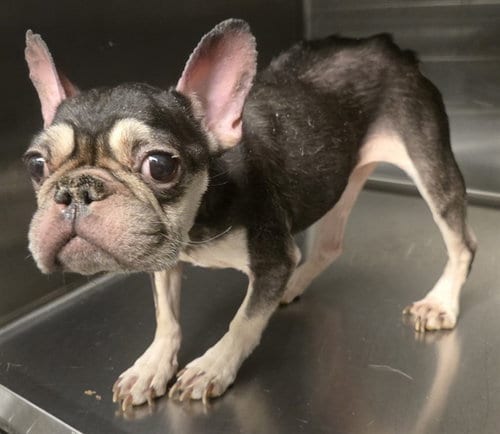 Photo of Adeline, adoptable French Bulldog in Lancaster, California