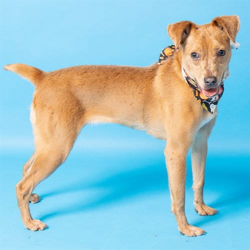 Photo of Charlie, adoptable Australian Cattle Dog/Blue Heeler in St Louis, Missouri