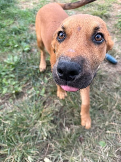 Photo of Lochlan, adoptable Labrador Retriever in Germantown, Ohio