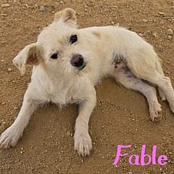 Photo of Fable, adoptable Terrier (Unknown Type, Small) in California City, California