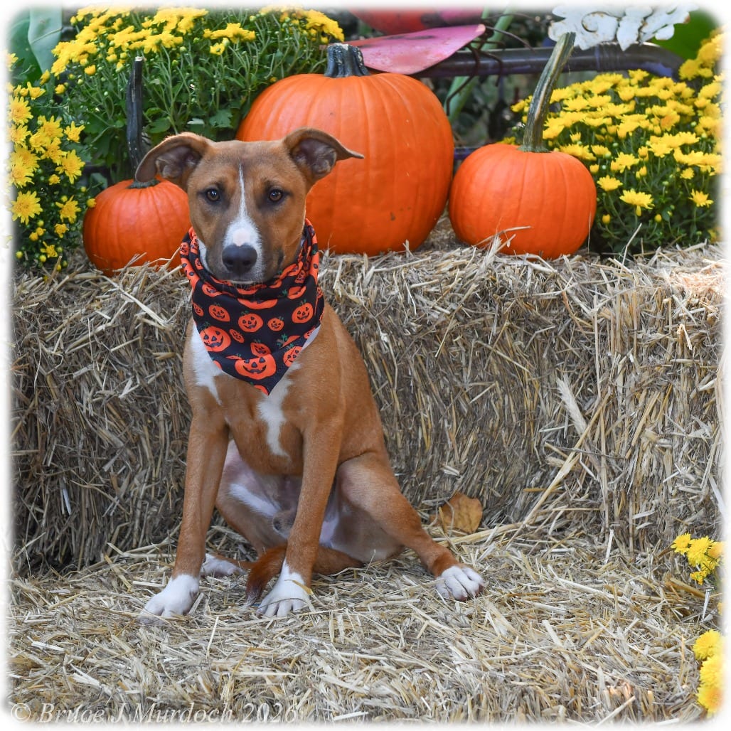 Photo of Clue, adoptable Feist / Shepherd in Wake Forest, North Carolina
