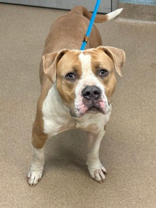 Photo of Chevy - IN FOSTER, adoptable dog in Chamblee, Georgia