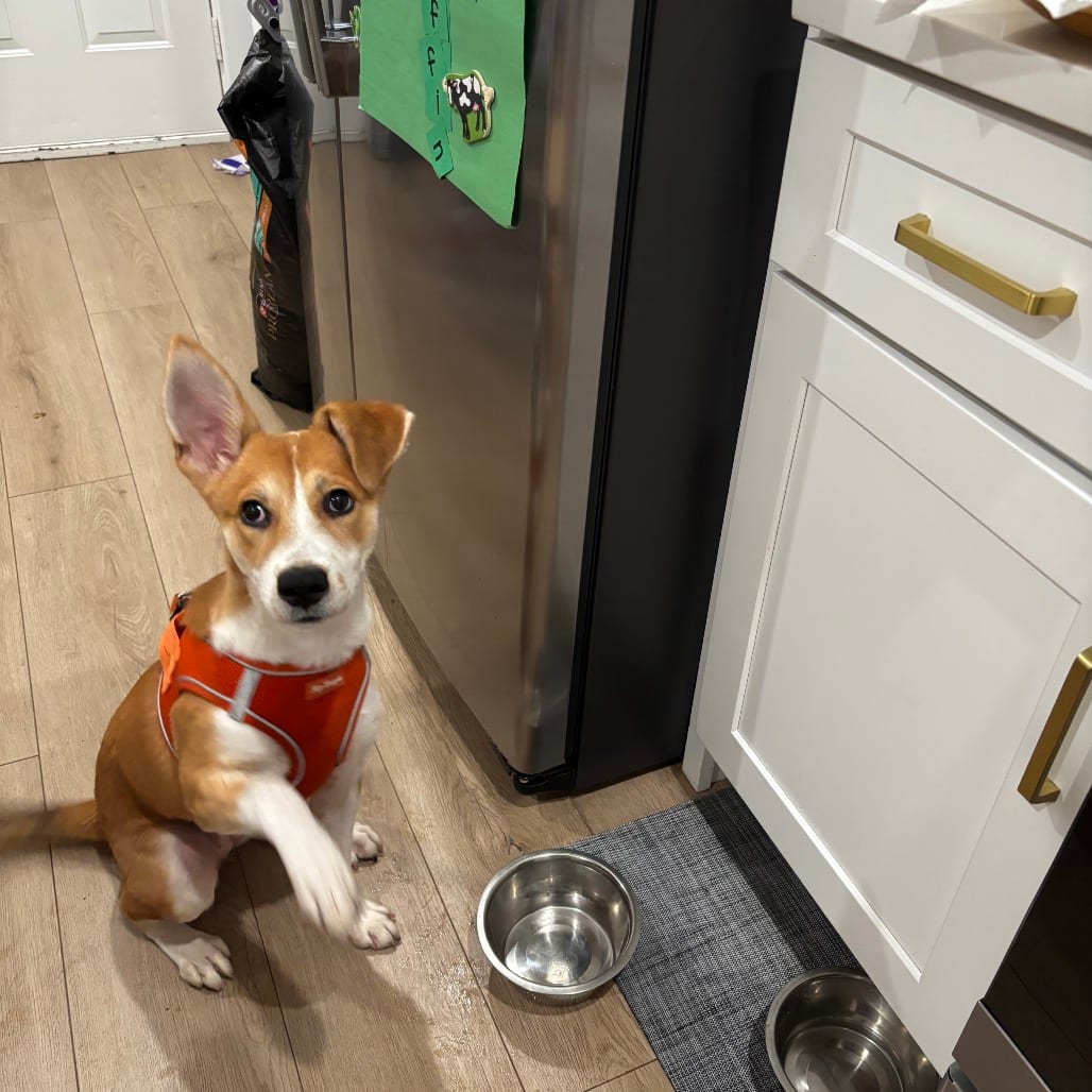 Photo of Chikis, adoptable Shepherd / Mixed Breed (Large) in Chicago, Illinois