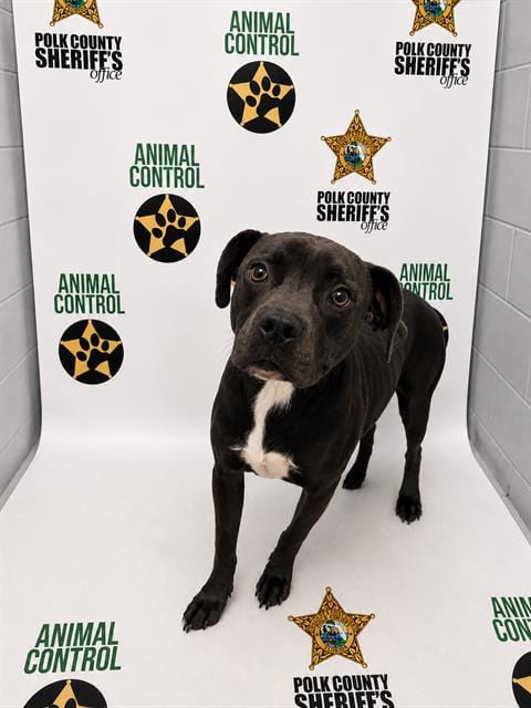 Photo of Xaden, adoptable Bulldog in Winter Haven, Florida