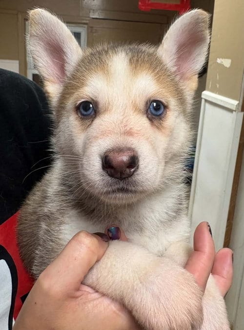 Photo of Sarah, adoptable Siberian Husky in Matawan, New Jersey