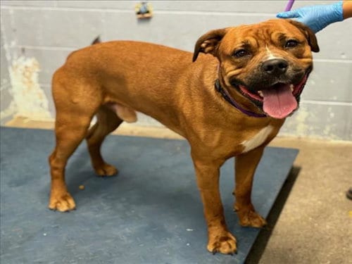 Photo of August, adoptable Mastiff in Woodland, California