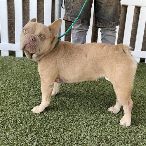 Photo of Nugget, adoptable French Bulldog in Modesto, California