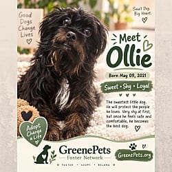 Photo of Ollie, adoptable Yorkie, Yorkshire Terrier in Pluckemin, New Jersey