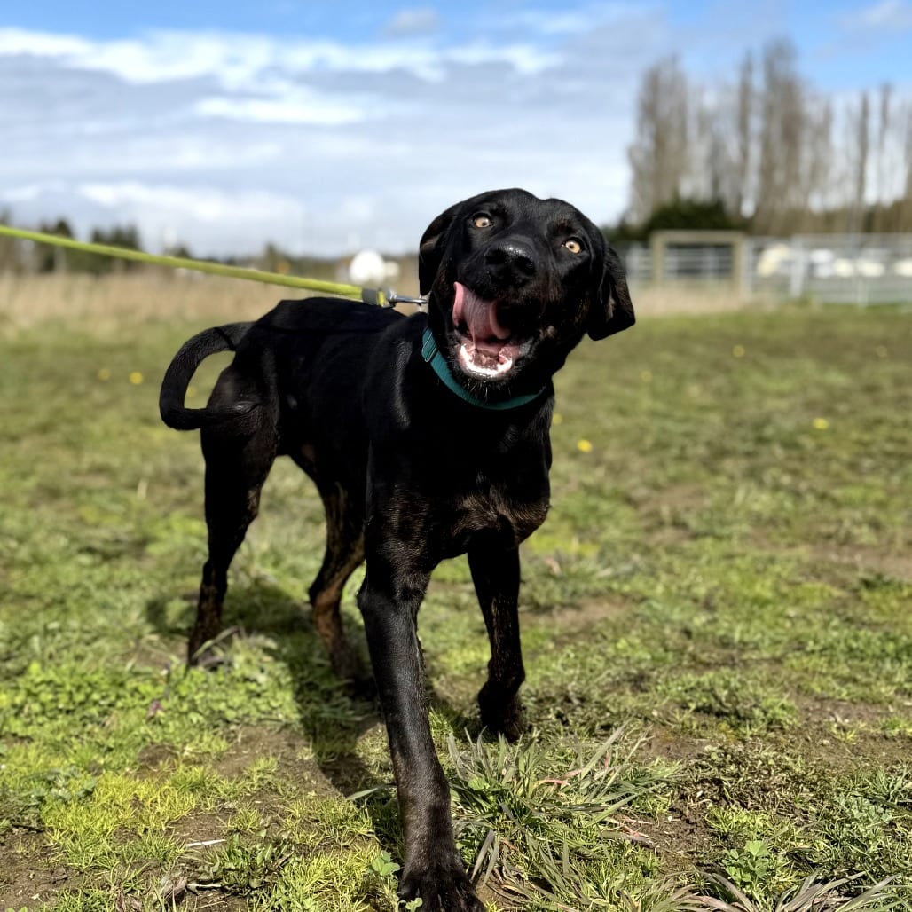 Photo of Lars, adoptable Hound, Plott in Port Angeles, Washington