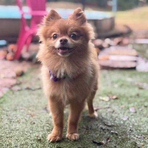 Photo of Chief, adoptable Pomeranian in Garland, Texas