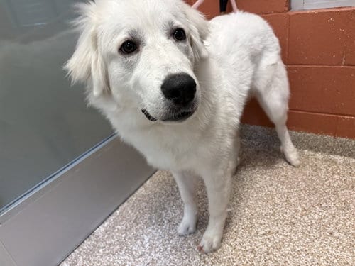 Photo of Layla Bae, adoptable Great Pyrenees in Pueblo, Colorado