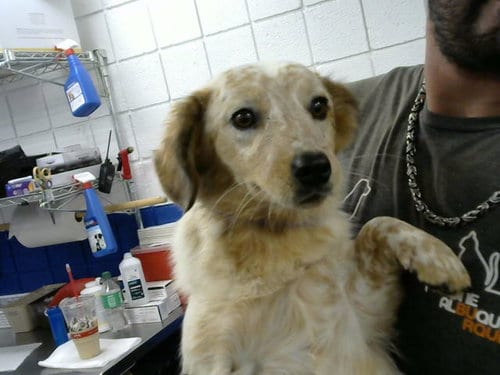 Photo of Fluffy, adoptable Dachshund in Albuquerque, New Mexico