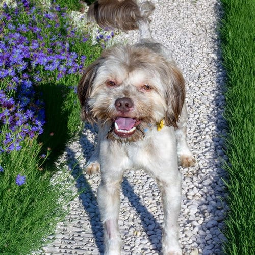 Photo of Gerudo, adoptable Shih Tzu in St Louis, Missouri