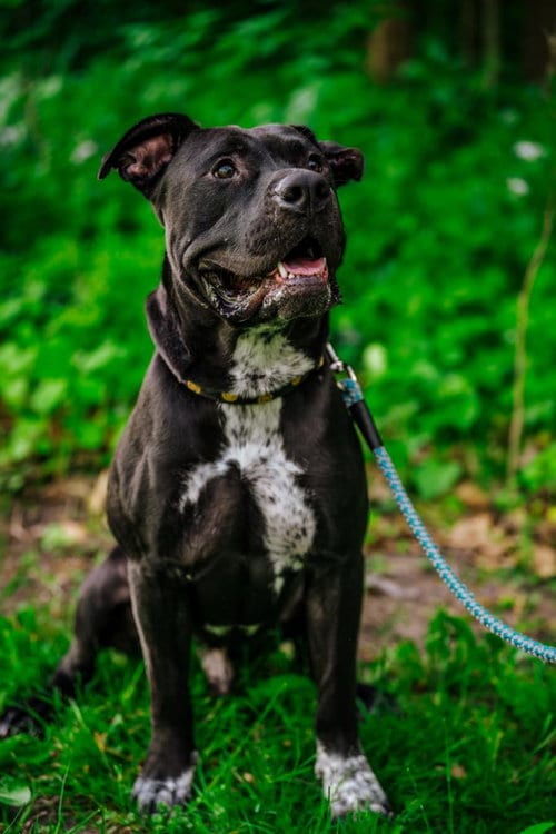 Photo of Sterling, adoptable Pit Bull Terrier in Coralville, Iowa