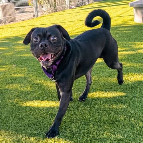 Photo of Biggie, adoptable Pug in Martinez, California