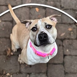 Photo of Sundae, adoptable Pit Bull Terrier in Orlando, Florida