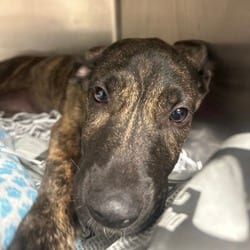 Photo of Thermostat, adoptable Shepherd (Unknown Type) Mixed Breed (Medium) in Lakeland, Florida