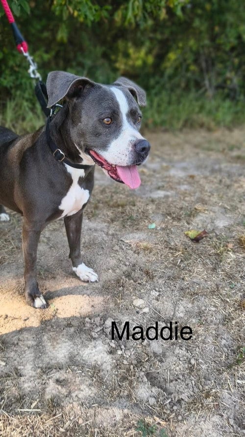Photo of Maddie, adoptable American Pit Bull Terrier in Farmerville, Louisiana